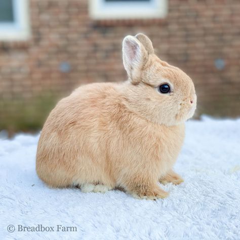 Manifest 2024, Show Rabbits, Bunnies Cute, Rabbits For Sale, Female Rabbit, Young Rabbit, Raising Rabbits, Rabbit Colors, Rare Colors