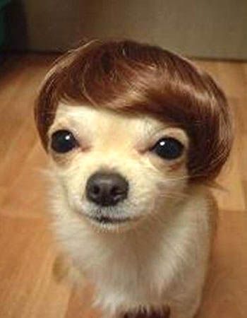 Ay chihuahua! K wanted me to repin this!  Where can we get a little wig for Dash?! Funny Dog Pictures, Chien Shih Tzu, Chihuahua Funny, Cute Puppy Pictures, Funny Animal Photos, Chihuahua Love, Good Hair, صور مضحكة, Puppy Pictures