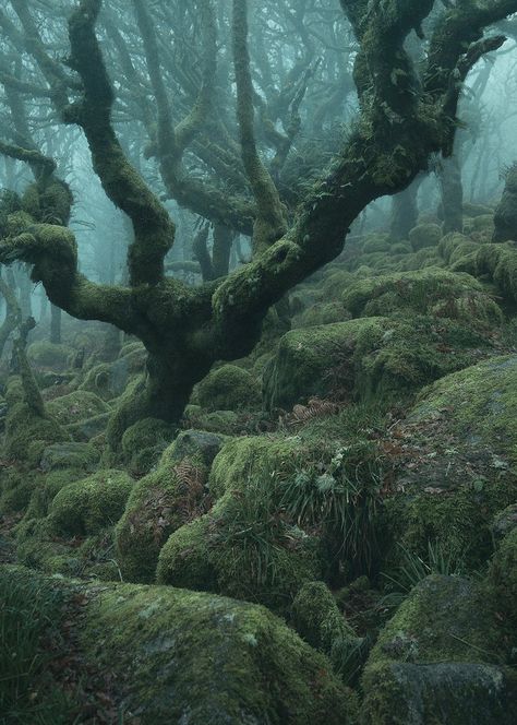 Is That Dagobah? No, Just a Real-Life Magical Forest | WIRED Misty Woods, Dark Naturalism, John Bauer, Moss Covered, Mystical Forest, Colossal Art, Dark Cottagecore, Magical Forest, Jeju