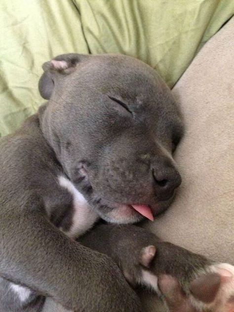 He likes to sleep with his tongue out https://t.co/5RMwCnBsP9 #OurCam #Photography www.ourcam.co/ Pitbull, A Dog