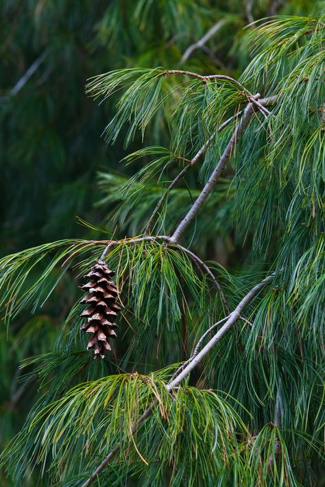 Smells of fresh pine and summer barbecue. Long Needle Pine Tree, Pine Tree Leaves, Pinus Strobus, White Fir, Pine Leaves, Whispering Pines, Southern Christmas, Pine Trees Forest, Fir Trees