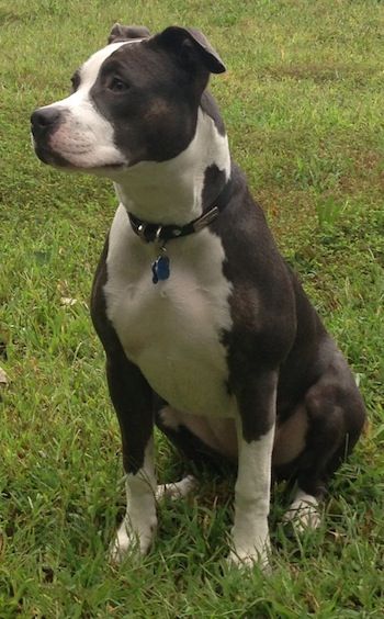 Nala the gray and white Pit Bull Terrier sitting on grass looking into the distance White Pitbull Puppies, Black And White Pitbull, White Pitbull, Dog Breeds Pictures, Pit Bull Puppies, Pitbull Puppy, Pitbull Puppies, Bull Terrier Dog, American Pitbull Terrier