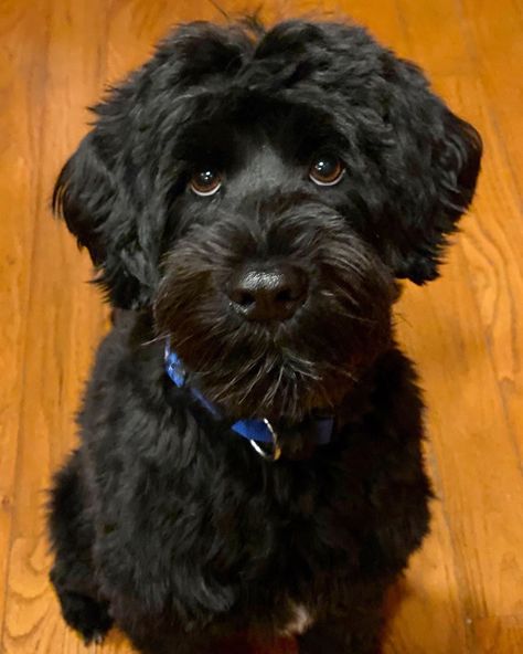 14 Fluffy Facts About Portuguese Water Dogs Water Dogs Breeds, Portuguese Water Dog Haircut, Portuguese Water Dog Aesthetic, Labradoodle Haircut, Portuguese Water Dog Grooming, Small Black Dog, Bernadoodle Puppy, Portuguese Water Dog Puppy, Labradoodle Grooming