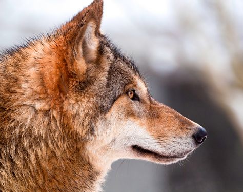 https://flic.kr/p/9jtX49 | Wolf profile | This is a picture I also like, the wolves of the zoo of Zürich are quite photogenic anyway! Wolf Front View, Wolf Side Profile, Wolf Side View, Wolves Drawing, Wolf Profile, Wolf Poses, Wolf Hybrid, Side Face, Profile Drawing