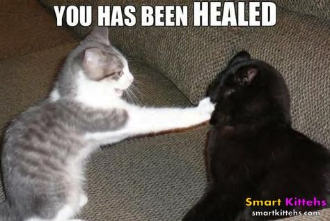 Kitty energy healing Cat Talk, Funny Animal Jokes, Funny Cat Memes, Funny Cat Pictures, Funny Animal Memes, Animal Jokes, Funny Animal Pictures, Animal Memes, Cute Funny Animals