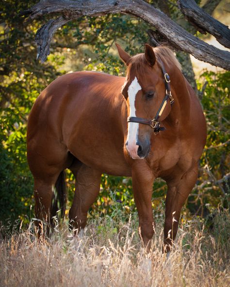 Quarter horse - Chestnut gelding named Red. Quarter Horses, Chestnut Horses, Photoshopped Animals, Rodeo Girls, Eventing Horses, American Quarter Horse, Most Beautiful Animals, Chestnut Horse, Brown Horse