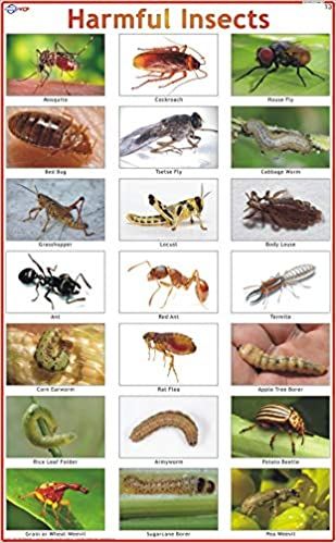 harmful insects chart - Google Search Insects Chart, Harmful Insects, Beneficial Insects, Book Reviews, Kindle Reading, Books Online, Insects, India, Quick Saves