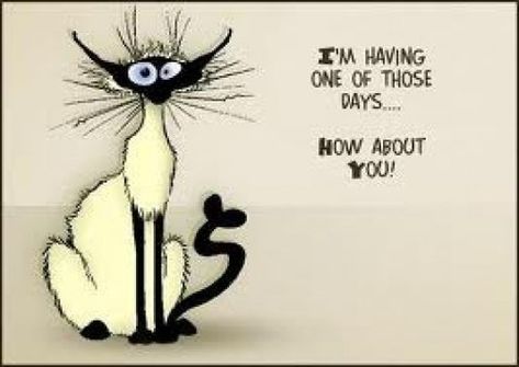 one of those days funny quotes cute quote cat lol funny quote funny quotes bad day humor One Of Those Days, Cat Quotes, Those Days, Work Humor, Chronic Pain, White Cat, Bones Funny, Cat Art, A Black