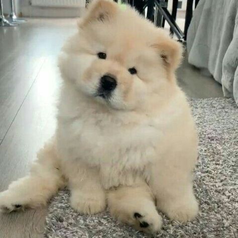 Chow Chow Dogs, Cute Animals Puppies, Cute Little Puppies, Fluffy Dogs, Fluffy Animals, Cute Dogs And Puppies, Baby Dogs, Cute Little Animals, 귀여운 동물