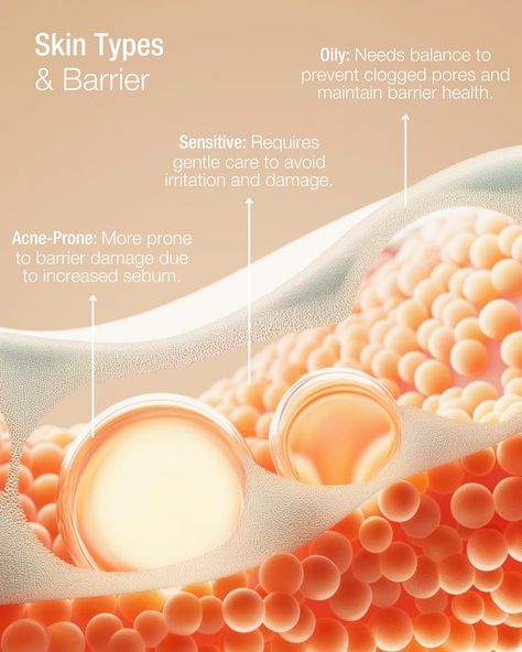 Understand your skin: Different skin types react differently to barrier damage and show warning signs that warrant a healthy skincare routine. [Advanced Skincare, Clinical Skincare, Dermatological Skincare, Dermapproved, Expert Acne Solutions] Dermatology Branding, Red Skincare, Dermatology Aesthetic, Skincare Infographic, Eye Cream For Wrinkles, Organic Eye Cream, Healthy Skin Care Routine, Different Skin Types, Skin Facts