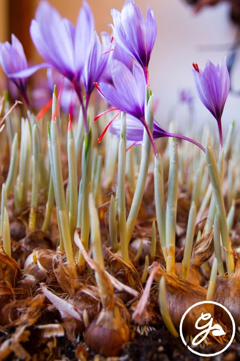 How To Grow Saffron At Home, Grow Saffron, Growing Saffron, Saffron Plant, Saffron Crocus, Spice Garden, Crocus Flower, Gothic Garden, Indoor Vegetable Gardening