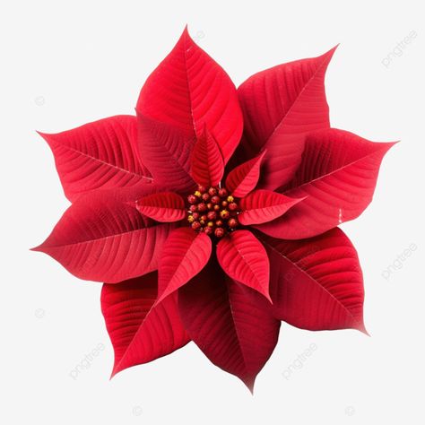 the flower of the christmas poinsettia red isolated on white with sun rays macro shot poinsettia c Poinsettia Flower Drawing, Pointsetta Flower Drawing, Pointsetta Flower, Poinsettia Botanical Illustration, Pointsettas Flowers Poinsettia, Pointsetia Christmas Cards, Flower Png Images, Macro Shots, Sun Rays