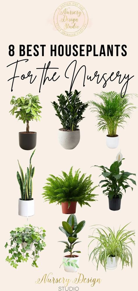 Read on about the nine best houseplants for the nursery, taking into account factors such as aesthetics, care requirements and, most importantly, safety for your little one. Modern Nursery Design, Best Houseplants, Shared Nursery, Sansevieria Trifasciata, Small Nurseries, Baby On A Budget, Organisation Hacks, Money Trees, Spider Plants