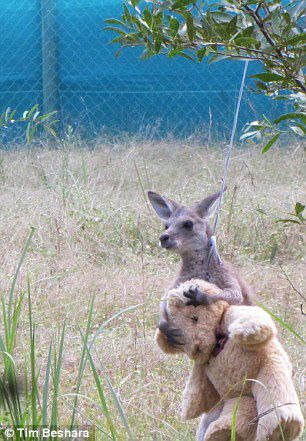 Eastern Grey Kangaroo, Baby Kangaroo, Kangaroo Baby, Baby Otters, Wild Baby, Australia Animals, A Teddy Bear, Super Cute Animals, Australian Animals