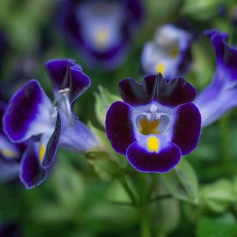 Torenia | Care Tips And Varieties For The Wishbone Flower Torenia Flowers, Wishbone Flower, Flower Varieties, Summer Schedule, Organic Mulch, Thriving Garden, Summer Waves, Class Gift, Spring Has Sprung