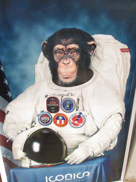 Ham First Chimpanzee in Space | FIRST MONKEY IN SPACE Animals In Suits, Monkey Pics, Monkey In Space, Belka And Strelka, Space Monkey, Business Cartoons, Monkey Pictures, Monkey Art, Artist Sketchbook