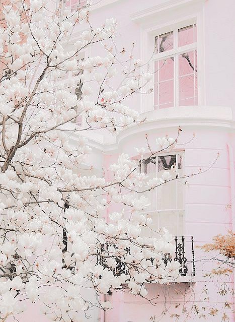 Hey guys beansprout here! I love these flowers! #superpretty Image Aesthetic, Pastel Pink Aesthetic, Pink Houses, Everything Pink, White Aesthetic, Pretty Places, Pastel Aesthetic, Pink Aesthetic, Picture Wall