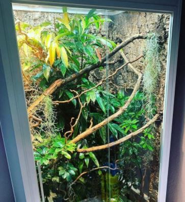 How to Raise Humidity in Chameleon Cage? A Complete Guide Chameleon Cage Setup Ideas, Veiled Chameleon Safe Plants, Veiled Chameleon Enclosure Ideas, Diy Chameleon Enclosure Decor, Aesthetic Chameleon Cage, Chameleon Enclosure, Baby Chameleon, Chameleon Cage, Veiled Chameleon