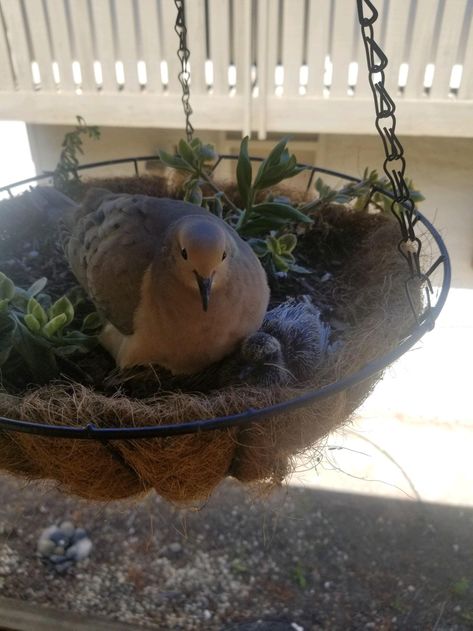 Doves nest: well hello little one. Dove Nest, Diy Gardening, Home Flowers, Garden Diy, Secret Obsession, Garden Home, Permaculture, Lawn Care, Horticulture