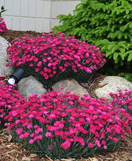 Pink Dianthus, Dianthus Flowers, Rock Garden Plants, Cottage Garden Plants, Garden Yard Ideas, Flower Bed, Delphinium, Ground Cover, Lawn And Garden