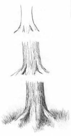 Draw Trees, Boom Kunst, Drawing Tutorials For Beginners, Drawing Eyes, Drawing Hair, Drawing Faces, Drawing For Beginners, Step Drawing, Tree Drawing