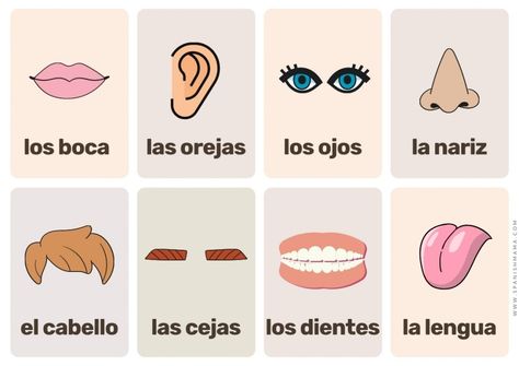 Free Printable Spanish Flashcards For Kids (and posters!) | Spanish Mama Spanish Body Parts, Body Parts Flashcards, Body Parts In Spanish, All About Me Preschool Theme, Spanish Flashcards, Spanish Printables, Me Preschool Theme, Spanish Learning Activities, Flashcards For Toddlers