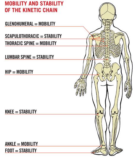 ACE - Certified: December 2016 - How to Connect the Links in the Kinetic Chain Ace Fitness Certification Study, Limb Anatomy, Fitness Knowledge, Thoracic Spine Mobility, Ace Study, Pt School, Personal Trainer Business, Personal Training Certification, Ace Fitness