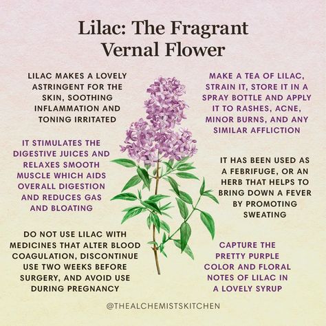 Lilac: The Fragrant Vernal Flower | The Alchemist's Kitchen Lilac Syringa, Syringa Vulgaris, Medicinal Herbs Garden, Witch Herbs, Medical Herbs, Digestive Juice, Magic Herbs, Magical Herbs, Herbal Recipes