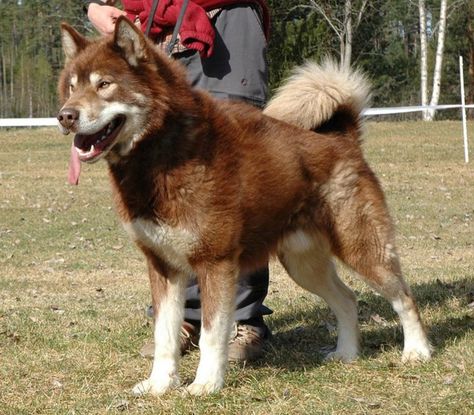 Greenland Dog Italian Dogs, Greenland Dog, Every Dog Breed, Dog Red, Purebred Dogs, Alaskan Malamute, Mixed Breed Dogs, Bully Breeds, Dog Sledding