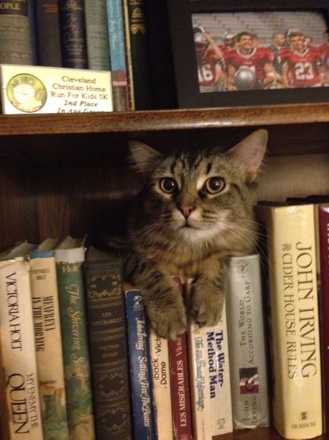 Pictures Of Cute Dogs, Cat Library, Books Autumn, Heartwarming Photos, Pet Photos, Cat Books, Bad Luck, Cat Aesthetic, Silly Cats