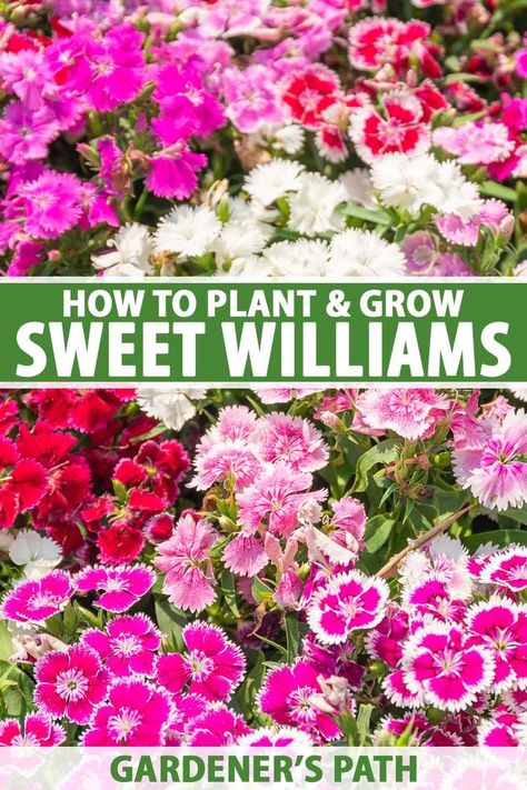 With bright colors and a lovely, sweetly spicy scent of cloves, sweet william (Dianthus) flowers are a welcome addition to beds and borders, flowering in late spring and reblooming lightly through summer. Join us for a look at how to plant and grow these flowers now on Gardener's Path. #sweetwilliams #gardenerspath Sweet William Dianthus, Dianthus Sweet William, Sweet Williams Flowers, Dianthus Flowers Landscape, Sweet William Flowers, Repotting Plants, Front Yard Flowers, Spicy Perfume, Border Flowers