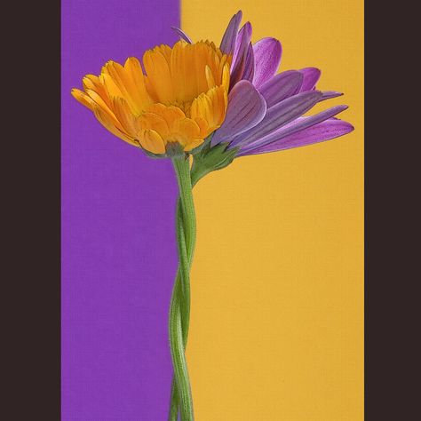 Complementary Colors 2 - Plant & Nature Photos - Anita's Photoblog Complementary Colors Art Ideas, Color Wheel Art Projects, Color Wheel Art, Contrast Art, Analogous Color Scheme, Color Theory Art, Bottle Drawing, Complimentary Color Scheme, Colors Art