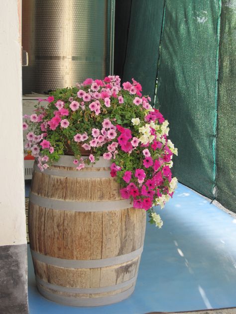 Wine barrel planter Wine Barrels With Flowers, Big Barrel Planter Ideas, Barrel With Flowers Spilling Out, Whiskey Barrel Flower Pot Ideas, Whiskey Barrel Outdoor Ideas, Wine Barrel Ideas Garden, Wiskey Barrell Ideas Plants, Wine Barrel Planter Ideas, Cascading Petunias