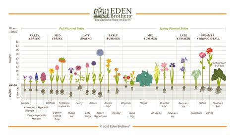 ... Bubs & Perennials Growth Chart Seasons Chart, Bulb Planting, Summer Bulbs, Planting Tips, Fall Bulbs, Flower Bulbs, Spring Plants, Seasonal Garden, Fall Plants