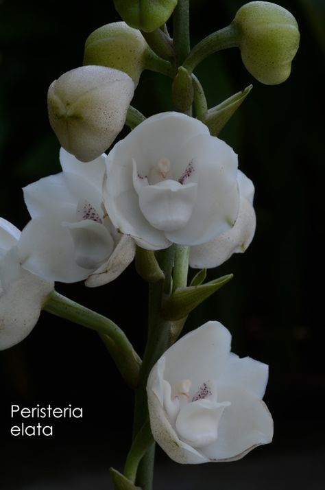 Dove-Orchid: Peristeria elata - The Orchid Column Dove Orchid, Orchid Tattoo, Types Of Orchids, The Dove, The Orchid, Wild Orchid, Orchid Care, Gardening Advice, Orchid Plants