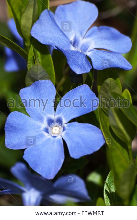 Download this stock image: Periwinkle Myrtle Vinca Minor Flowers - FPWMRT from Alamy's library of millions of high resolution stock photos, illustrations and vectors. Periwinkle Flowers, Periwinkle Color, Flowers Canvas, Blue Embroidery, Lavender Blue, Flowers Art, English Roses, Flower Canvas, Hanging Wire