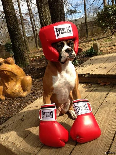 Baby Boxer Puppies, Boxer Dogs Facts, Boxer Dog Breed, Boxer Dog Puppy, Boxer Dogs Funny, Funny Boxer, Cute Boxers, Boxer (dog), Boxer Puppy