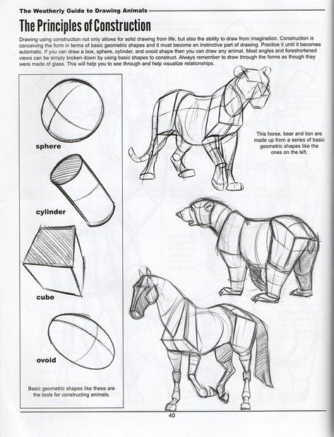 Animal Construction Drawing, Structural Drawing, Perspective Drawing Lessons, Horse Anatomy, Cartoon Drawing Tutorial, Drawing Animals, Human Anatomy Drawing, Animal Anatomy, Animal Study