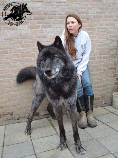 Wolf Hybrid http://pic.twitter.com/LZDApcpEtX  Animal Life (@MeetAnimals) June 23 2017 Wolf Hybrid Dogs, Velcí Psi, Big Wolf, Wolf Hybrid, Cele Mai Drăguțe Animale, Psy I Szczenięta, Hybrid Dogs, Alaskan Malamute, Wolf Dog