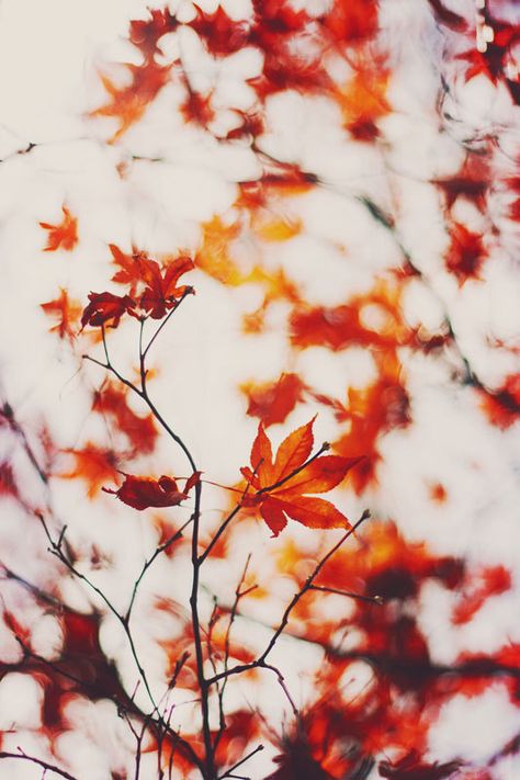 Nature Photography Autumn Decor Orange Wall Art Tree by Kristybee Wallpaper Iphone Unicorn, Fox Nursery Art, Fox Art Print, Fox Wall Art, Tree Of Life Art, Orange Wall Art, Orange Walls, Red Leaves, Tree Photography