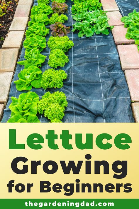 Vegetables Garden, Bed 2023, Growing Lettuce Indoors, Lettuce Growing, Beginner Garden, How To Grow Lettuce, Planting Lettuce, Grow Lettuce, Beginner Gardening