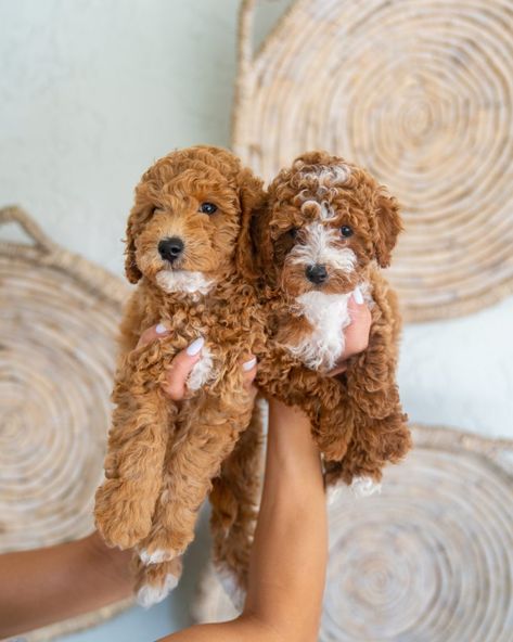 Mini Goldendoodle Generations (F1, F1B, F2, F2B, F2BB, F3): What Do They Mean? Cute Golden Doodle Puppies, Micro Goldendoodle Full Grown, Golden Doodles Puppies, Doodles Dogs Breeds, Goldendoodle Red, Mini Doodle Dog, Golden Doodle Mini, Mini Goldendoodle Full Grown, Mini Golden Doodle Puppy