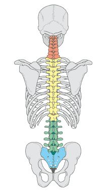 Bodybuilding For Women, Back Anatomy, Spine Drawing, Spinal Column, Skeleton Anatomy, Human Spine, Skeletal System, Human Body Anatomy, Best Nature