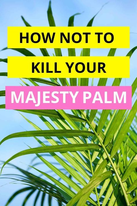 Indoor Majesty Palm, Nature, Care For Palm Trees House Plants, How To Transplant Palm Trees, Palm Tree Pots Planters, Patio Palms Ideas, How To Care For A Palm Plant, Palm Planters Outdoor, Patio Palm Trees Pots