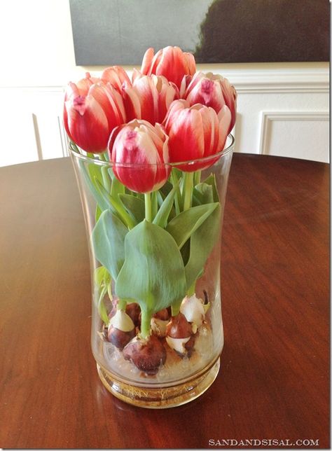 I think even I could grow tulips like this even though I don't have a green thumb at all! Growing Tulips, Tulip Bulbs, Tulips In Vase, Deco Floral, Growing Indoors, Shade Garden, Dream Garden, Garden And Yard, In Water