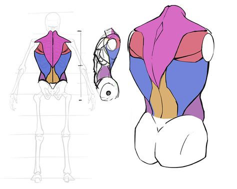 How To Draw The Torso: Back View Torso Back Reference, Character Back View Reference, Back View Art Reference, How To Draw Back View, How To Draw Back, Torso Muscles Anatomy, Male Back Anatomy, Back Muscles Drawing, Back Anatomy Drawing