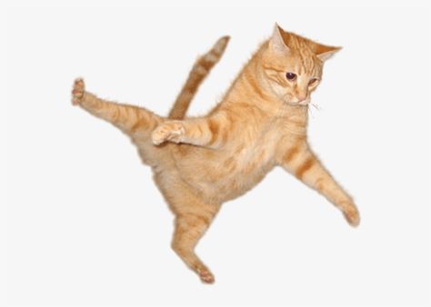 Cat Jumping, Cat Png, Orange Cat, Transparent Png, Png Image, Png Images, Free Download, Orange