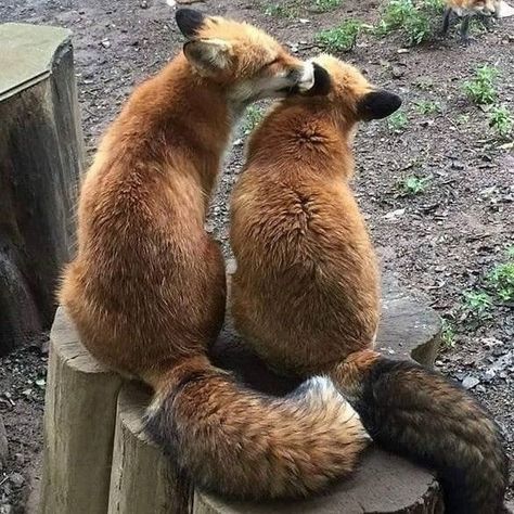 Animal Couples, Fuchs Baby, Brown Bears, Animale Rare, Pet Fox, Cute Fox, Sweet Animals, Animal Photo, Nature Animals