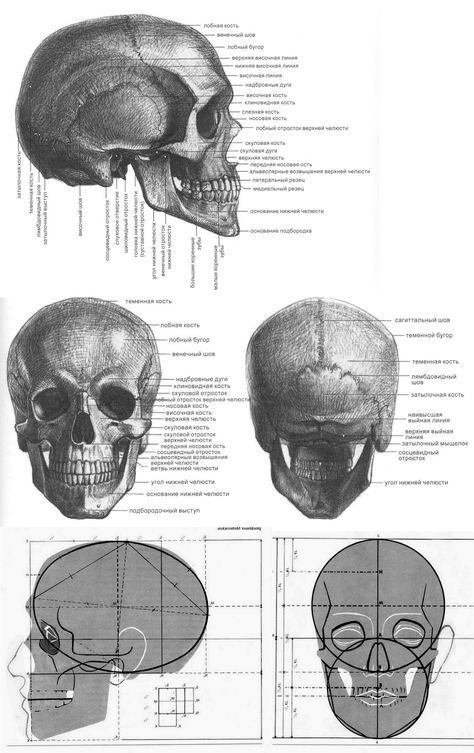 Skull From Behind, Human Skull Anatomy, Human Skeletal System, Human Anatomy Reference, Skull Anatomy, Head Anatomy, Skull Sketch, Face Anatomy, Drawing Tutorial Face