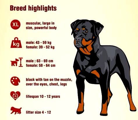 Rottie Fact Sheet art Rottweiler Training Tips, Rottweiler Care, Rottweiler Facts, Rottweiler Dog Breed, Rottweiler Pictures, Rottweiler Training, Working Rottweiler, Puppy Facts, German Dog Breeds